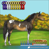 Horse Color:Buckskin Tobiano