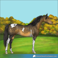 Horse Color:Buckskin Tobiano 