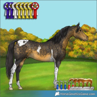 Horse Color:Buckskin Tobiano