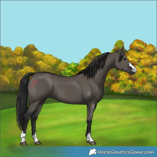 Horse Color:Gray Grullo 