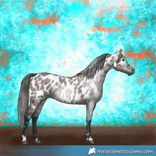 Horse Color:Gray Grullo Appaloosa