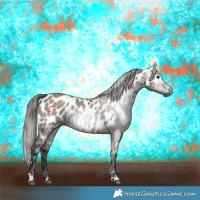 Horse Color:Gray Grullo Appaloosa 