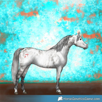 Horse Color:Gray Grullo Appaloosa 