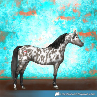 Horse Color:Gray Grullo Appaloosa