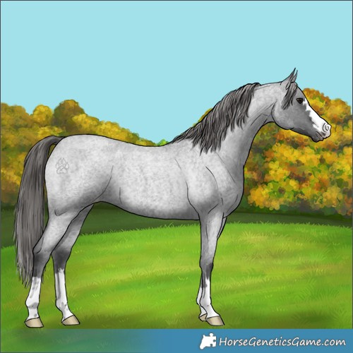 Horse Color:Blue Roan Varnish 