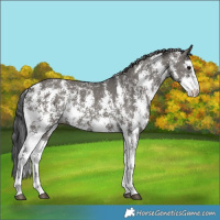 Horse Color:Grullo Sabino Rabicano 