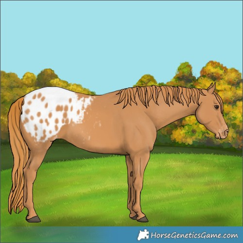 Horse Color:Chestnut Appaloosa 