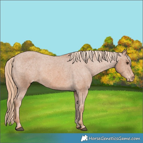 Horse Color:Chestnut Appaloosa 