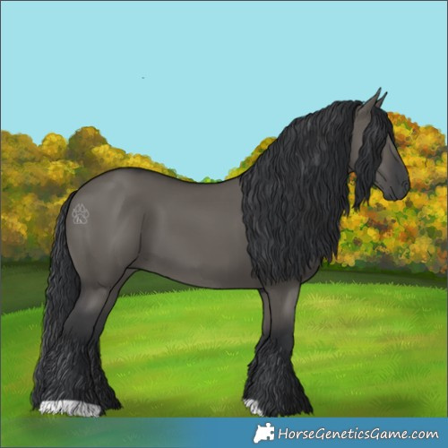 Horse Color:Grullo 