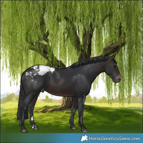 Horse Color:Brown Appaloosa