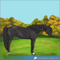 Horse Color:Smoky Black