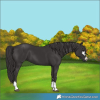 Horse Color:Smoky Black