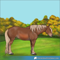 Horse Color:Chestnut 