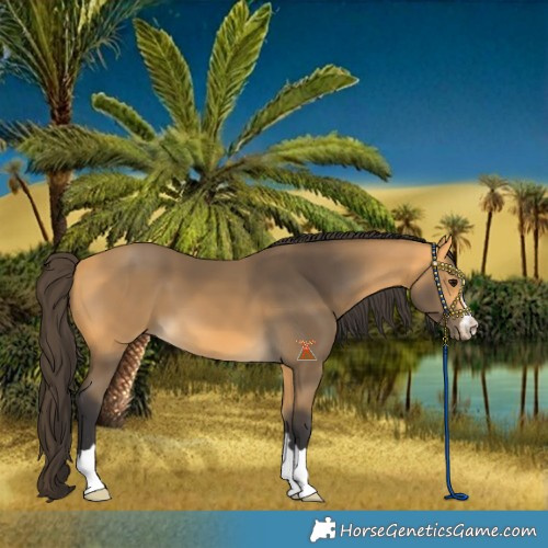 Horse Color:Buckskin 
