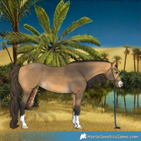 Horse Color:Buckskin 