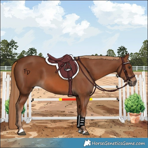 Horse Color:Chestnut 