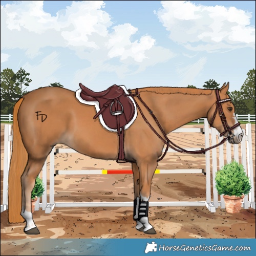 Horse Color:Chestnut 