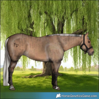 Horse Color:Bay Dun  and Silver Bay Dun 