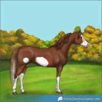 Horse Color:Chestnut Splash Frame