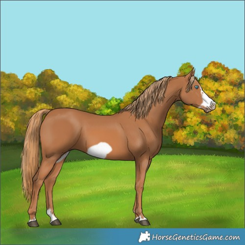 Horse Color:Chestnut Splash Frame 