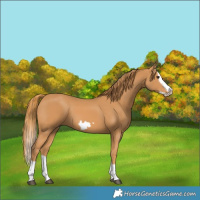Horse Color:Chestnut Splash Frame 