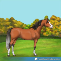 Horse Color:Bay Splash Frame 