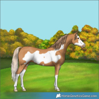 Horse Color:Chestnut Splash Frame