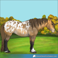 Horse Color:Buckskin Blanket  and Buckskin Blanket Rabicano 