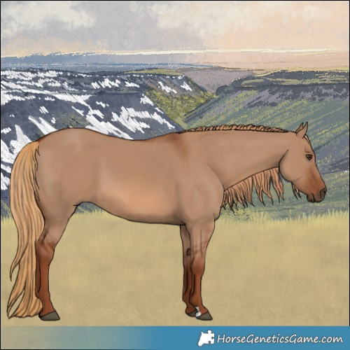 Horse Color:Red Dun