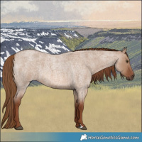 Horse Color:Red Dun Roan 