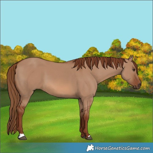 Horse Color:Red Dun