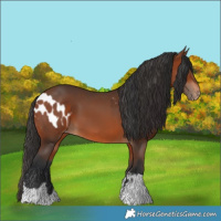 Horse Color:Bay Blanket  and Bay 