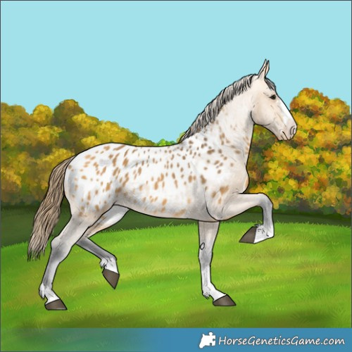 Horse Color:Buckskin Blanket 