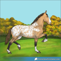 Horse Color:Buckskin Appaloosa 