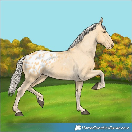 Horse Color:Palomino Blanket 