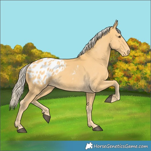 Horse Color:Palomino Appaloosa 