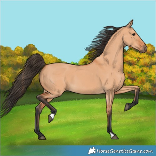 Horse Color:Bay Dun 
