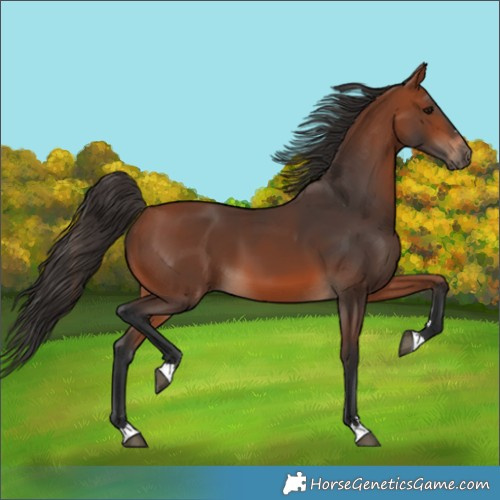 Horse Color:Bay 