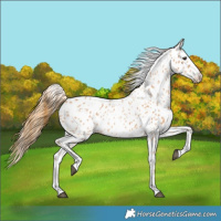 Horse Color:Chestnut Splash Leopard 