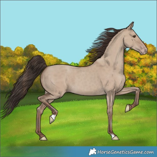 Horse Color:Classic Champagne Dun 