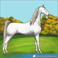 Horse Color:Perlino Roan Dun 