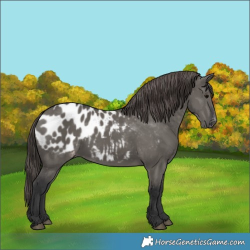 Horse Color:Grullo Blanket 