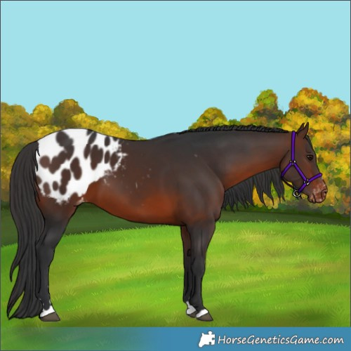 Horse Color:Brown Appaloosa 