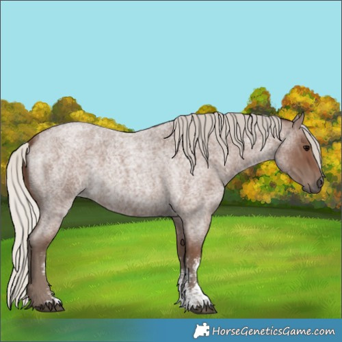 Horse Color:Silver Blue Roan Sabino 
