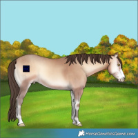 Horse Color:Amber Champagne Onyx Sabino