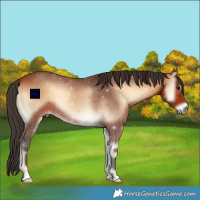 Horse Color:Bay Onyx 
