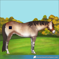 Horse Color:Bay Onyx 
