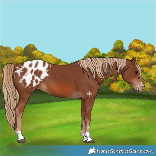 Horse Color:Chestnut Blanket 