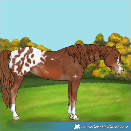 Horse Color:Chestnut Blanket 
