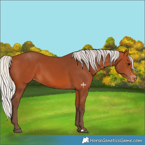 Horse Color:Silver Bay Varnish 